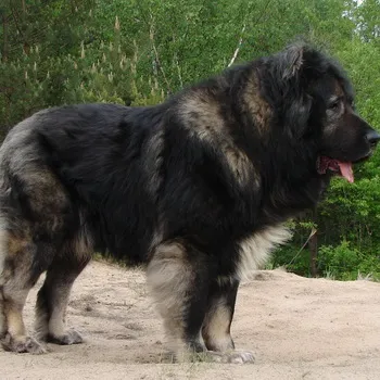 Кавказка овчарка снимка
