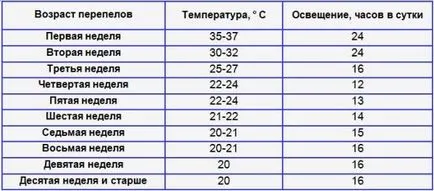Пъдпъдък в домашен арест Пъдпъдък в домашен арест