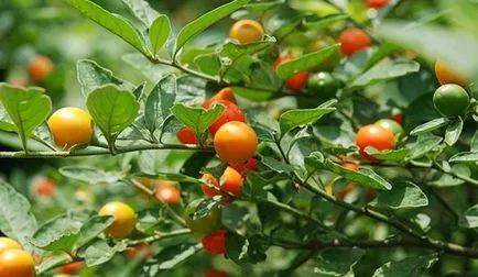 Solanum грижи у дома