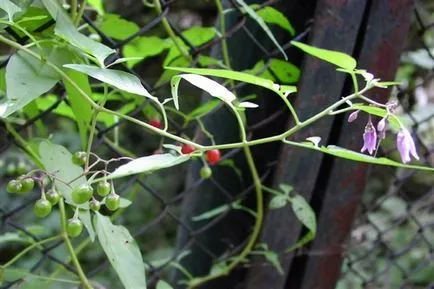 Solanum грижи у дома