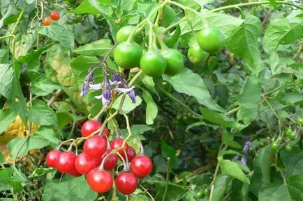 Solanum грижи у дома
