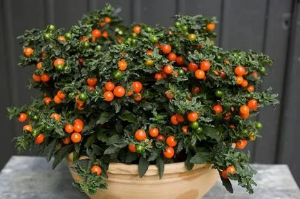Solanum грижи у дома
