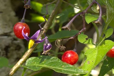 Solanum грижи у дома
