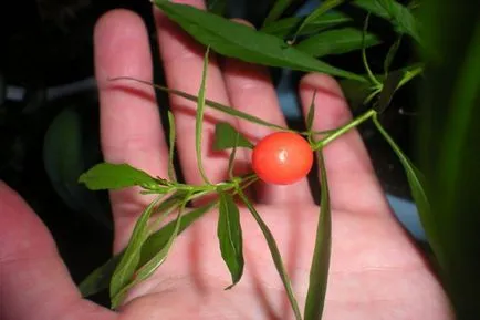 Solanum грижи у дома