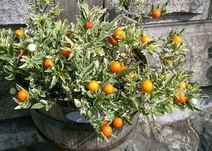 Solanum грижи у дома