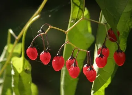 Solanum грижи у дома