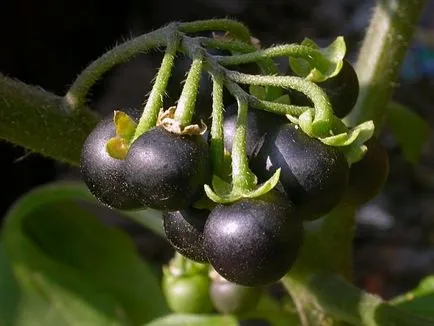 Solanum грижи у дома