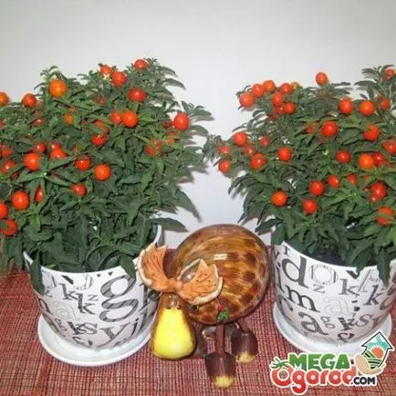 Solanum грижи у дома