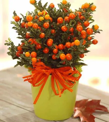 Solanum грижи у дома