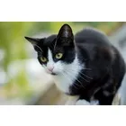Статии за котки