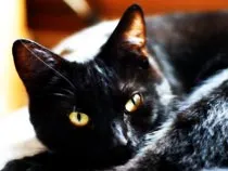 Статии за котки