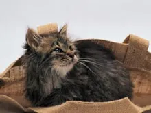 Статии за котки