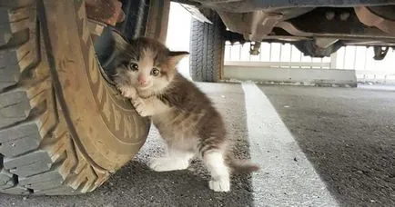 Статии за котки