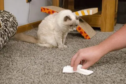 Статии за котки
