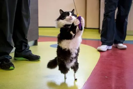 Статии за котки
