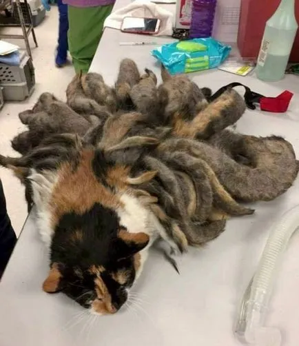 Статии за котки