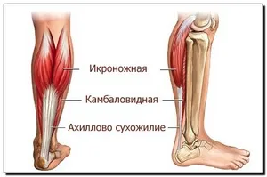 Как да се намали прасците