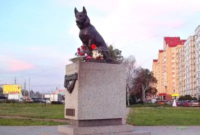 За едно куче, който чакаше