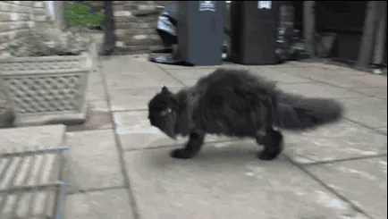 Котката, която ходи на два крака