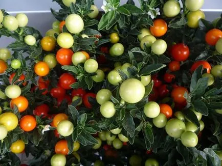 Solanum грижи у дома