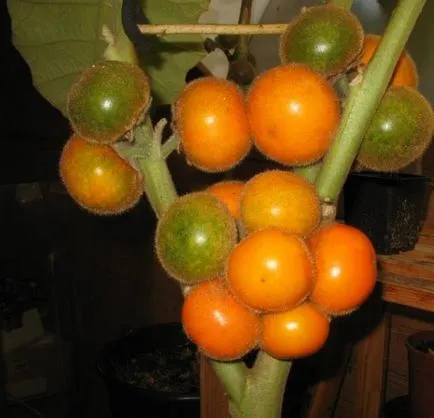 Solanum грижи у дома