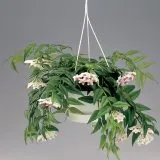 Hoya ги разцвет