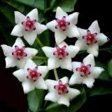 Hoya ги разцвет