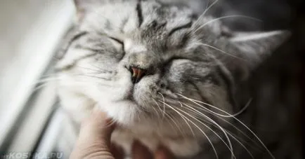 Кастрирането котки за какво