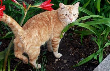 Кастрирането котки за какво