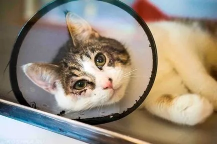 Кастрирането котки за какво