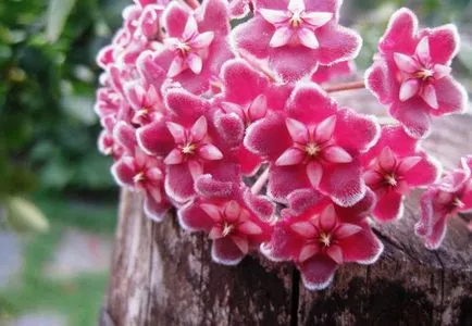 Hoya ги разцвет