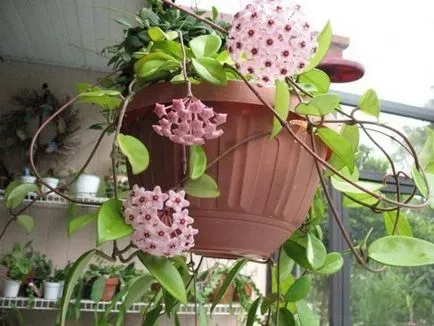 Hoya ги разцвет