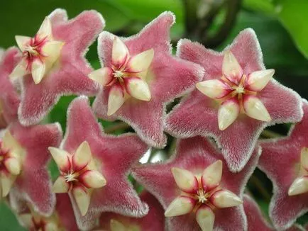 Hoya ги разцвет
