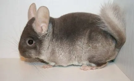 A csincsilla megeszi A csincsilla megeszi
