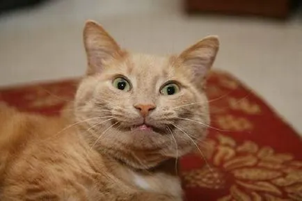 котки се усмихнат