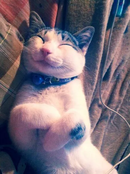 котки се усмихнат
