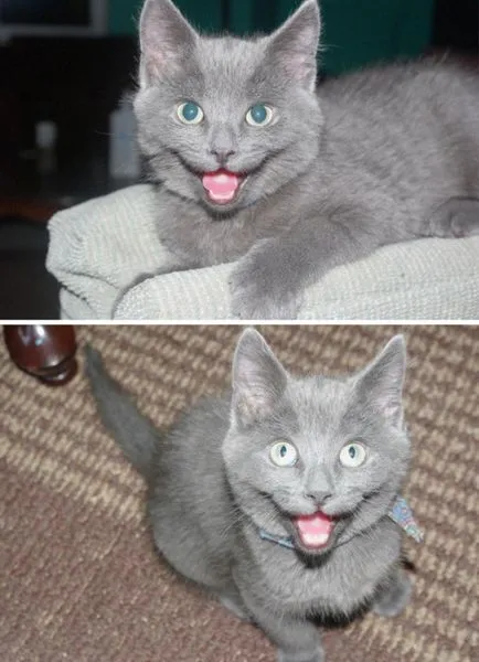 котки се усмихнат