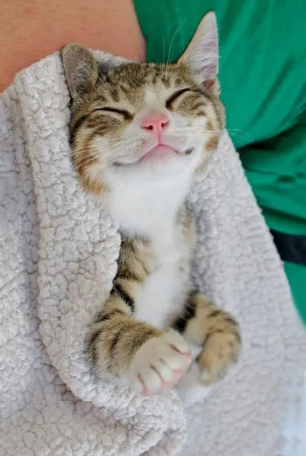 котки се усмихнат