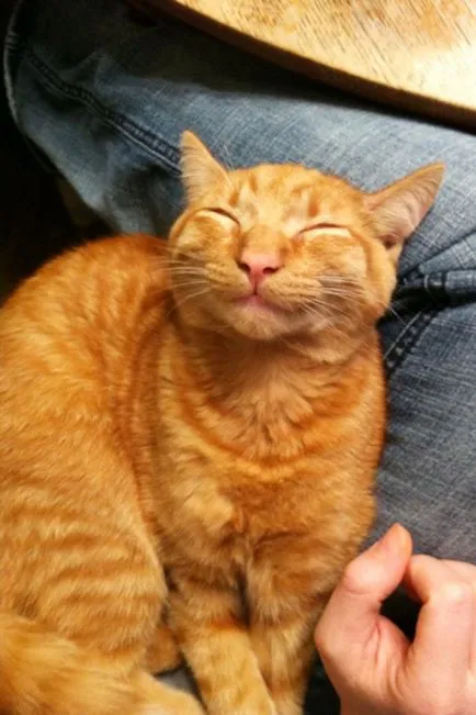 котки се усмихнат