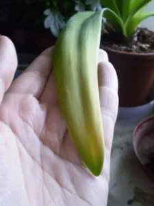 Защо не Amaryllis цъфтеж