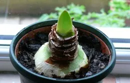 Защо не Amaryllis цъфтеж