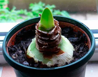 Защо не Amaryllis цъфтеж