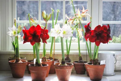 Защо не Amaryllis цъфтеж