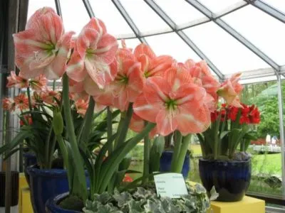 Защо не Amaryllis цъфтеж