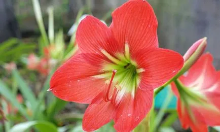 Защо не Amaryllis цъфтеж