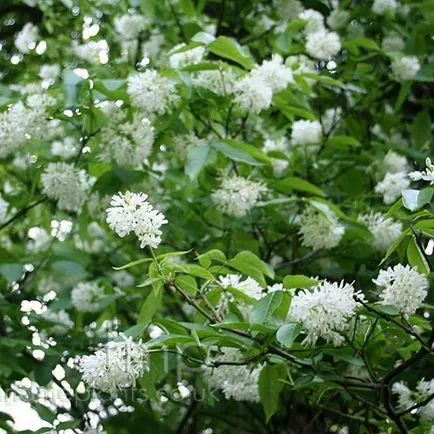 Dzhondzholi го