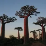 Baobab го