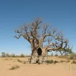 Baobab го