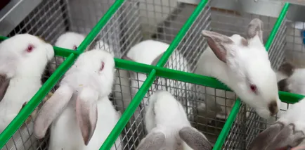 Как да продадем зайци