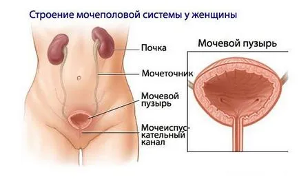 Болка в пикочния мехур, което е